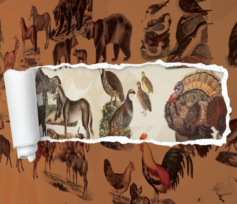 Podcast Há bichos no Museu! Uma conversa com Artur Rocha}