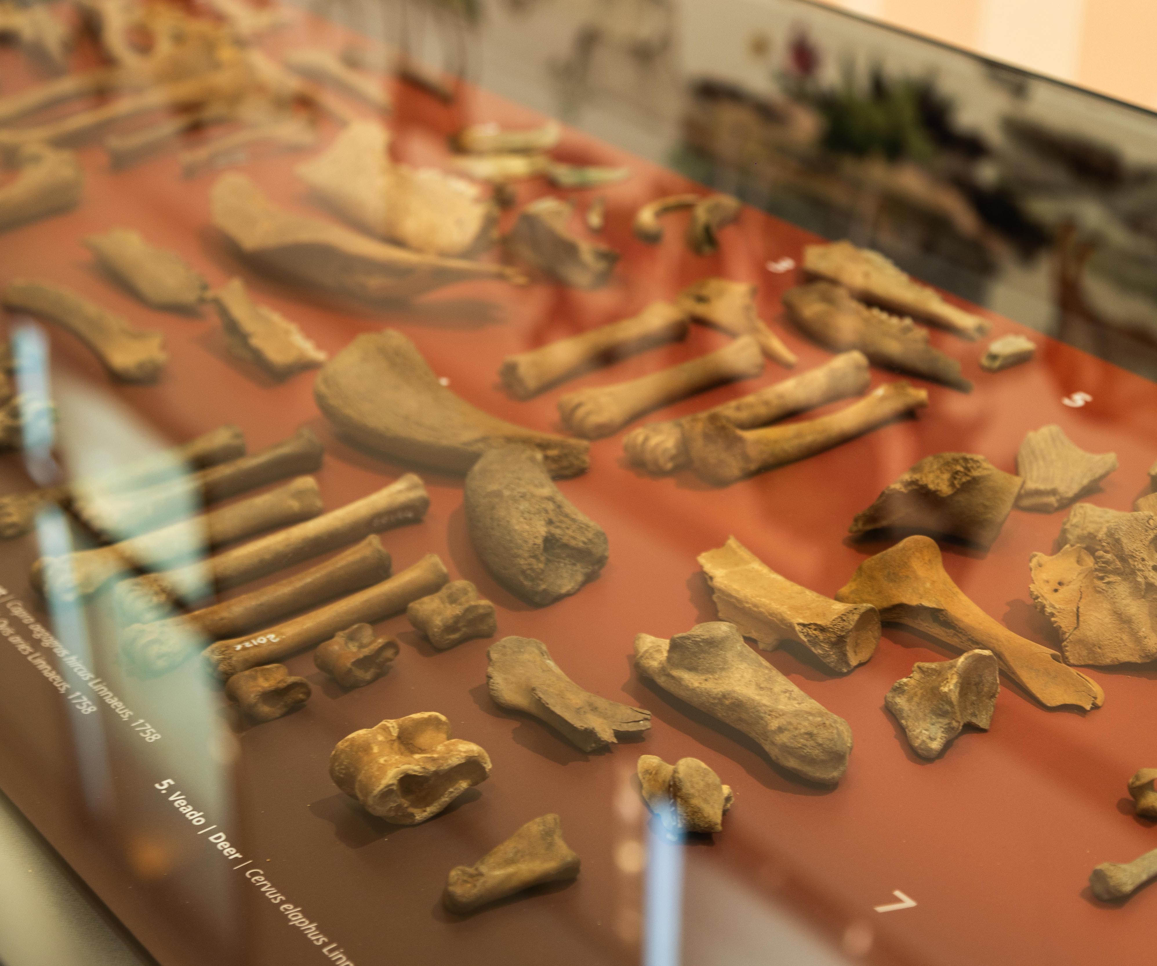 Ossos de animais dentro de vitrine